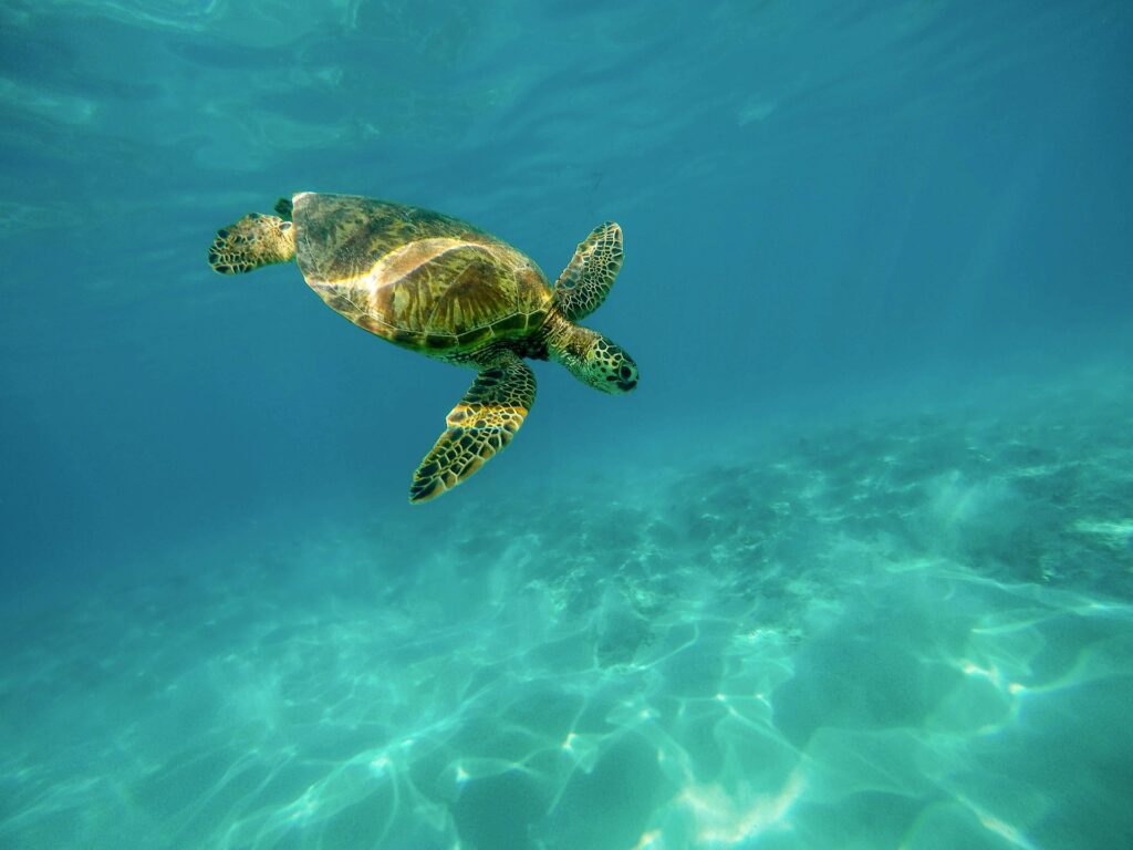 Tortugas Marinas en Barcelona